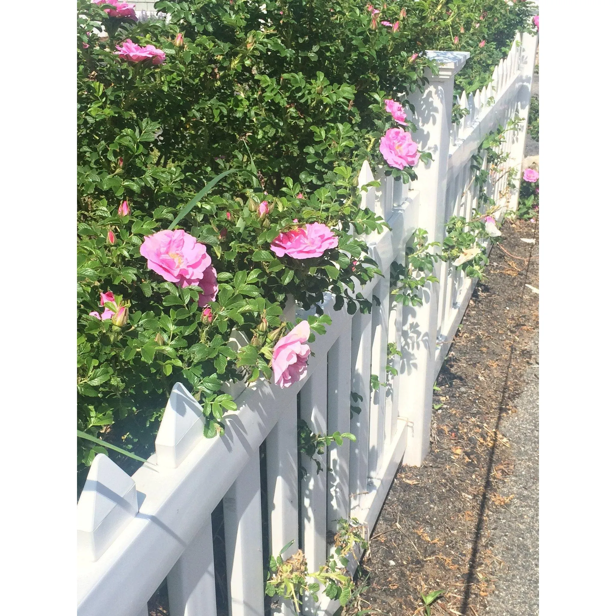 18 Beach Roses Candle