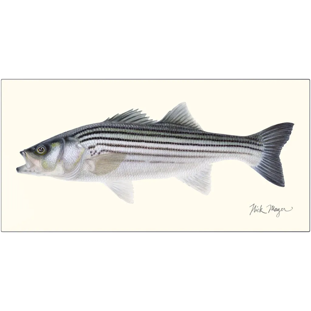 Schoolie Striped Bass Metal Print
